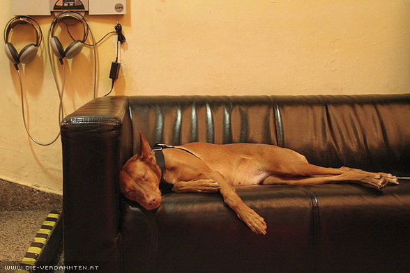 Hund