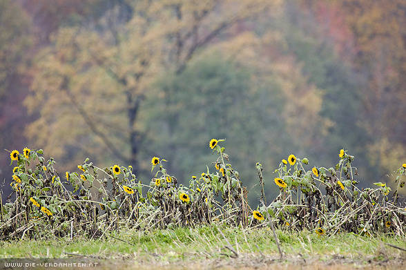 Sonnenblumen